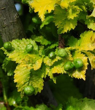 עפצים על עלים של עץ. צילום: pixabay