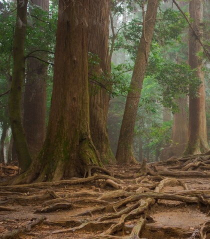 מתחת לאדמה מתקיימים נתיבים ביולוגיים המקשרים בין העצים. צילום: pixabay