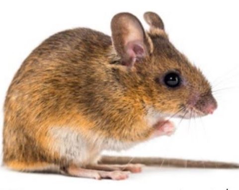 יערון. נושא את הבלוטים למחילתו. צילום: depositephotos