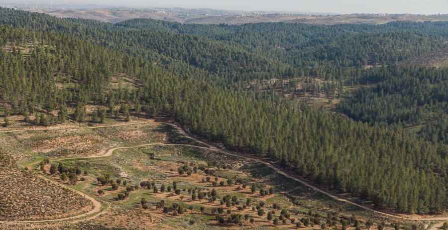 יער יתיר. צילום: אלבטרוס, ארכיון הצילומים של קקל