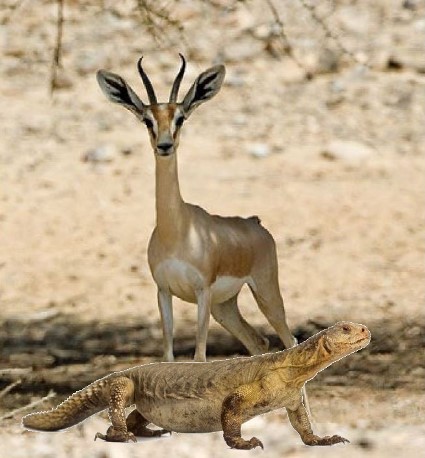 ניזונים מעלי השיטה ומסייעים בהפצת זרעי העץ. צבי הנגב וחרדון הצב. צילום: אייל ברטוב ו-depositephotos
