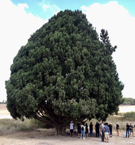 ברוש עצום ברמות מנשה. צילום: אדוה קימלפלד, ארכיון הצילומים של קקל