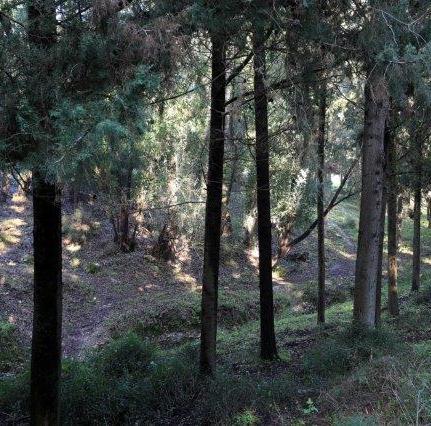 להסדיר את האיזון בין האדם לסביבתו. מרחב ביוספרי פארק רמות מנשה. צילום: ארכיון הצילומים של קקל