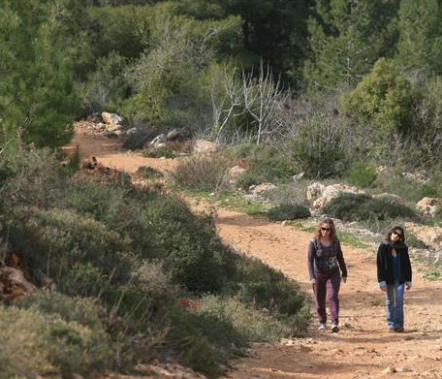 מטיילים ביער עמינדב. צילום: פלאש 90, ארכיון הצילומים של קקל