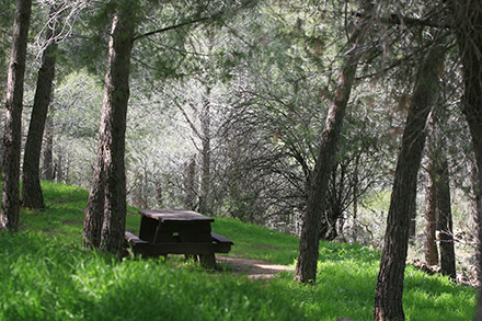 ספסל ביער עמינדב. צילום: פלאש 90