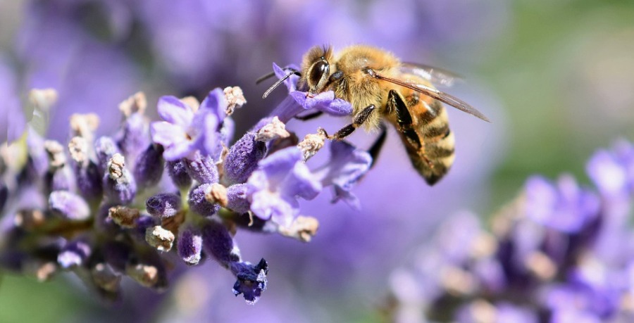 דבורה על פרחים של עץ. צילום: pixabay