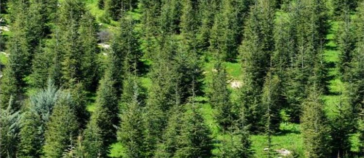 עצי ארז הלבנון ביער ביריה. צילום: אבי הירשפילד, ארכיון הצילומים של קקל 