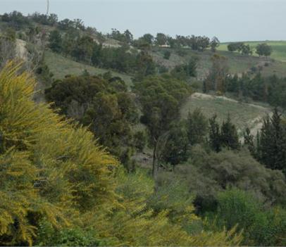 יער בישראל – לטובת איכות החיים, ייעור ונוי. צילום: מיכאל חורי, ארכיון הצילומים של קקל
