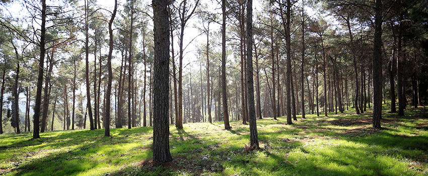 יערות מנשה. צילום: אבי הירשפילד, ארכיון הצילומים של קקל