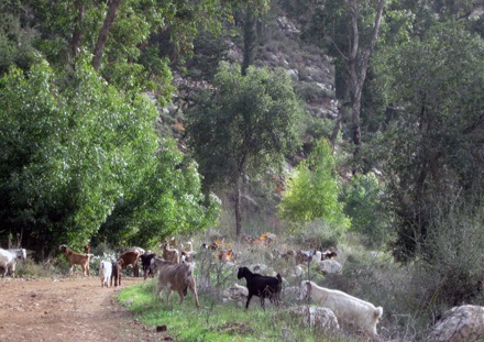הרבה פחות בררניות באוכל: עיזים ביער עמינדב. צילום: דוד אבגלגון