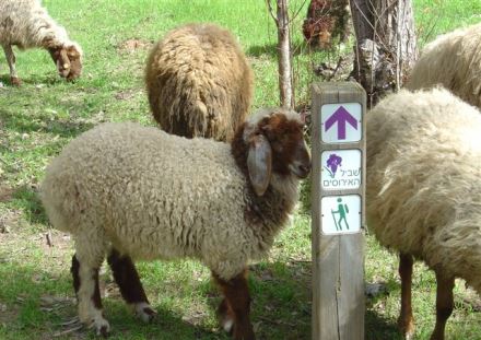 כבשים בארוחה ביער אילנות. צילום: מיכאל חורי, ארכיון הצילומים של קקל