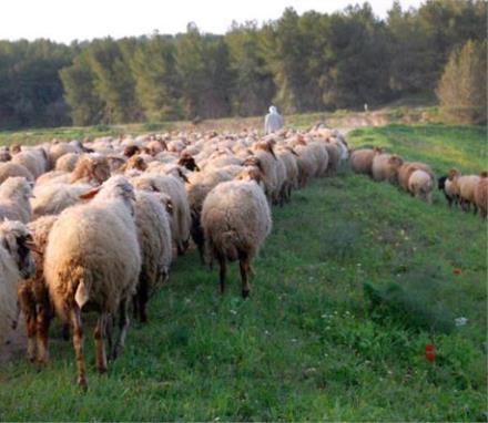 בואו בהמוניכן: כבשים רועות ביער יתיר. צילום: נירה צדוק, ארכיון הצילומים של קקל