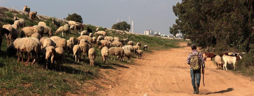עדר כבשים ביער חדרה: אורחים רצויים וקרואים. צילום: יעקב שקולניק, ארכיון הצילומים של קקל