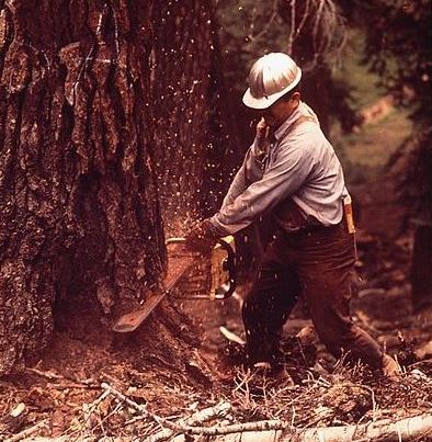 חוטב עצים בקליפורניה בשנות השבעים. מתוך ויקיפדיה