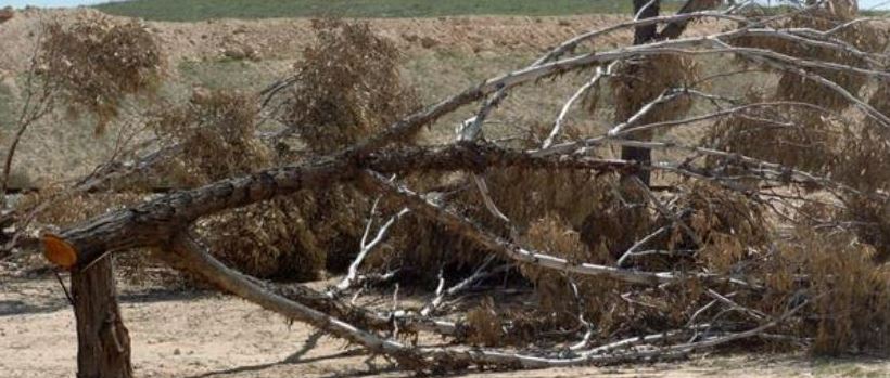 עץ שנכרת באקט ונדליסטי ביער להב. צילום: דוד גרינשפן