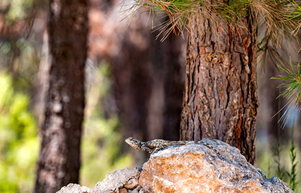 חרדון ביער. צילום: בלה נודלמן, ארכיון הצילומים של קקל