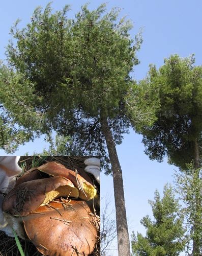 חיים בסימביוזה: עץ אורן ואורנייה. צילום: פנינה לבני