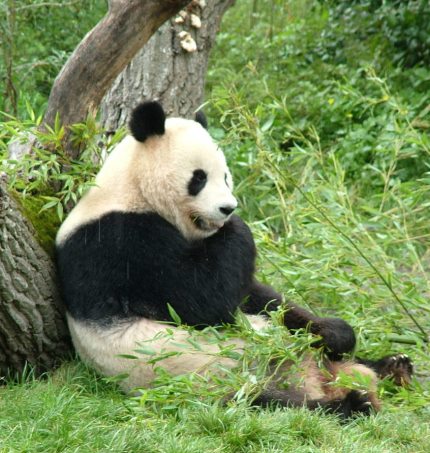 דוב הפנדה הענקי. קיבל שמורה ביוספרית שלמה. צילום: freeimages.com