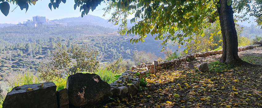 יער קהילתי רמות. צילום: בלה נודלמן, ארכיון הצילומים של קקל
