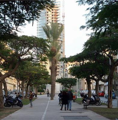 צל ויופי. שדרה בתל אביב. צילום: לימור אדרי, ארכיון הצילומים של קקל