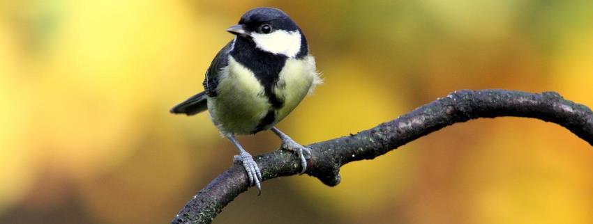 ירגזי מצוי. צילום: pixabay