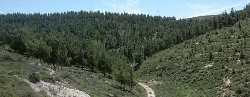  צילום: ארכיון הצילומים של קקל