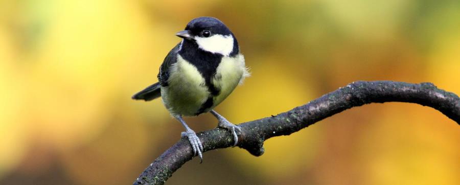 ירגזי. צילום: pixabay