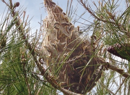 קן של תהלוכן האורן. צילום: ארכיון הצילומים של קקל