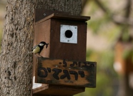תיבת קינון של ירגזי. צילום: בני גבריאלי