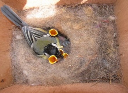 נקבת ירגזי בתוך תיבת קינון עם גוזליה. צילום: מוטי צ'רטר