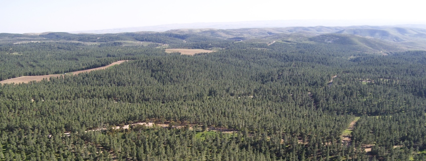 יער יתיר, עושה ירוק בעיניים במדבר. צילום: בני מור, ארכיון הצילומים של קקל