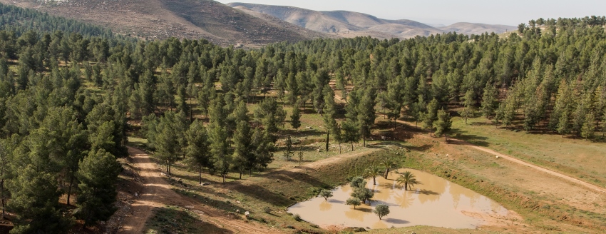 יער יתיר. צילום: אלבטרוס, ארכיון הצילומים של קקל
