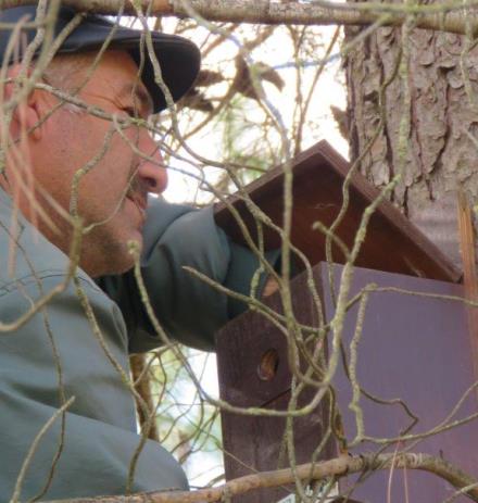 בדיקת תיבת קינון. צילום: ארכיון הצילומים של קקל
