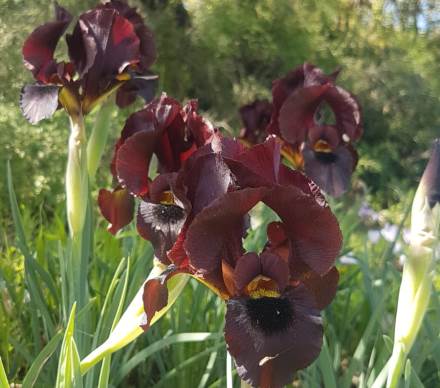 אירוס הארגמן, בסכנת הכחדה. צילום: מירב כורה חזן