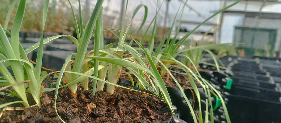 ריבוי צמחים במשתלת אשתאול. צילום: רותם אטיאס, ארכיון הצילומים של קקל