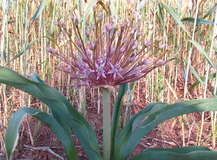 שום הגלגל. קיבל בית חדש. שום הגלגל. צילום: ענת צפריר, ארכיון הצילומים של קק''ל 