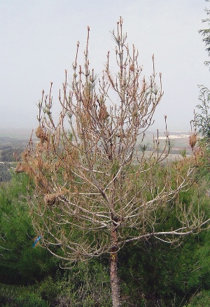 עץ אורן עם קנים של תהלוכת האורן. צילום: ארכיון הצילומים של קקל