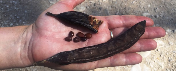 פרי החרוב והזרעים הקשים ששימשו כיחידת משקל קטנה. צילום: עדי בלזר