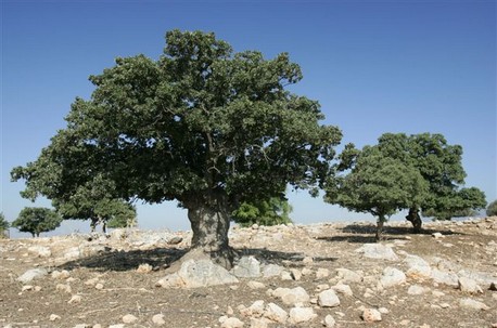 צילום: ואדים אונישצ'נקו