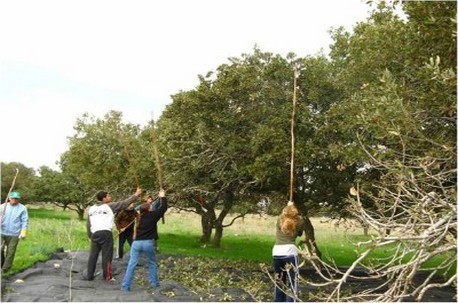 איסוף בלוטים. צילום: באדיבות ניר הר, קקל