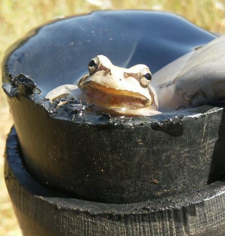 באה לבקר את האלונים. קרפדה בצינור ההשקיה. צילום: עופר בינדל