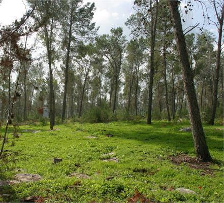ירוק ביער בן שמן. צילום: ששון תירם, ארכיון הצילומים של קקל