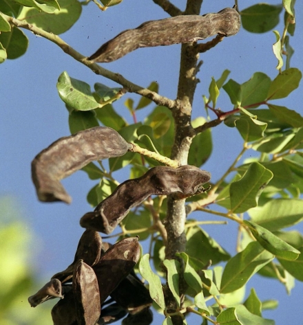 פרי החרוב. צילום: אבי הירשפילד, ארכיון הצילומים של קקל