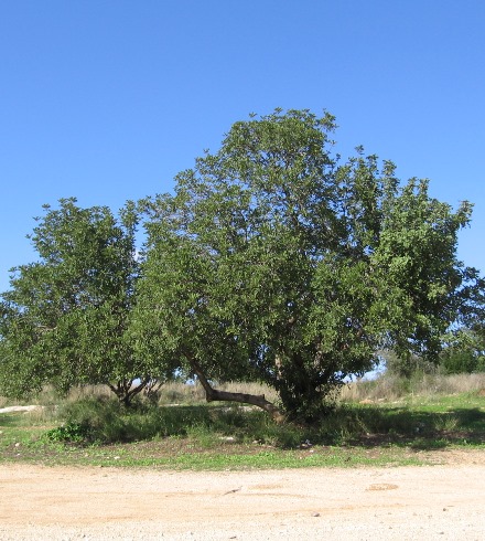 עוד מימים עברו. עץ חרוב. צילום: פנינה לבני, ארכיון הצילומים של קקל
