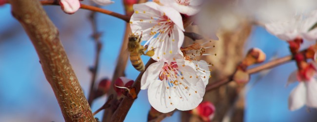 הצמחים מייצרים את הזרעים עם קצת עזרה מידידים... צילום: pixabay