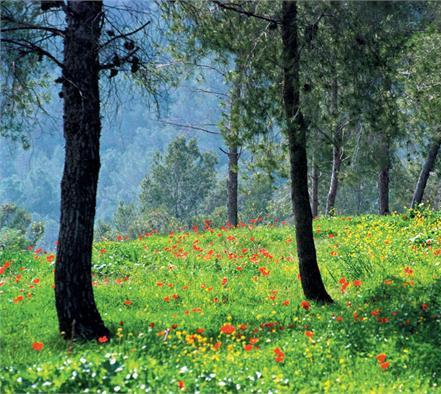 פריחה ביער ירושלים. צילום: צבי יוכטמן, ארכיון הצילומים של קקל
