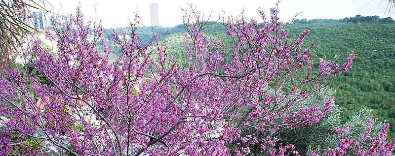 כליל החורש בכרמל. צילום: צבי בן ישי