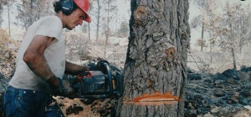 כריתת עצים מבוקרת בשורש. צילום: פלאש 90, ארכיון הצילומים של קקל