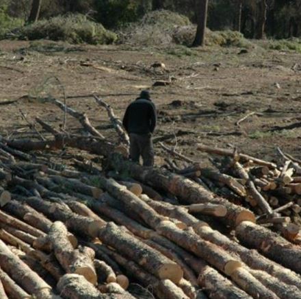 שיקום היער השרוף בביריה. צילום: מיכאל חורי, ארכיון הצילומים של קקל