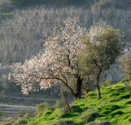 לא לפגוע! שקדיות בנפתלי. צילום: ארכיון הצילומים של קקל